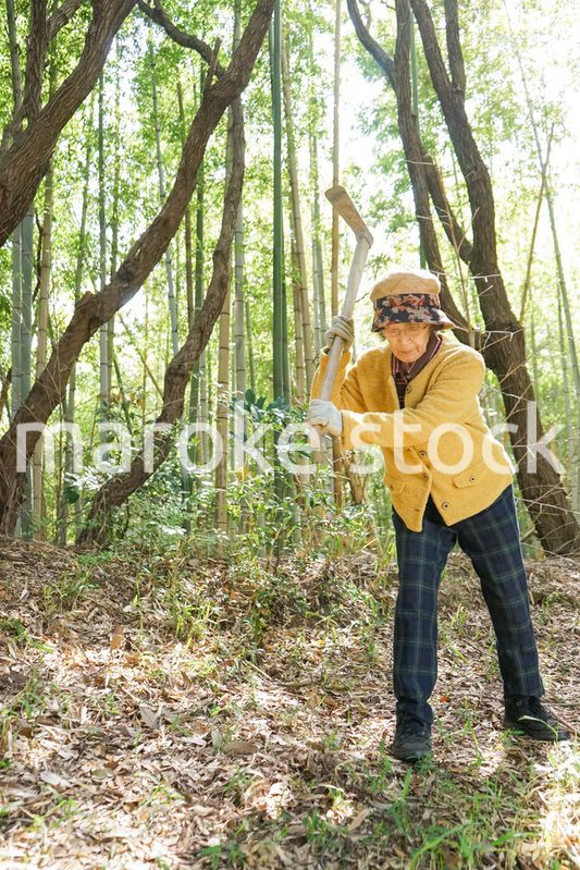 タケノコ刈りをする高齢の女性