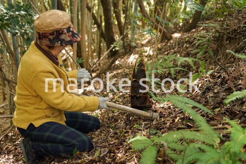 タケノコ刈りをする高齢の女性