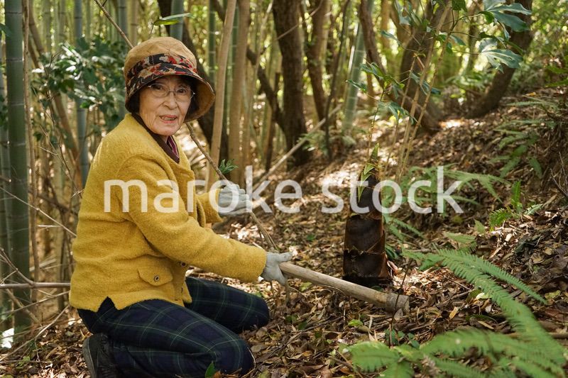 タケノコ刈りをする高齢の女性