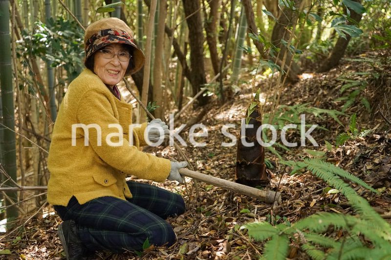 タケノコ刈りをする高齢の女性