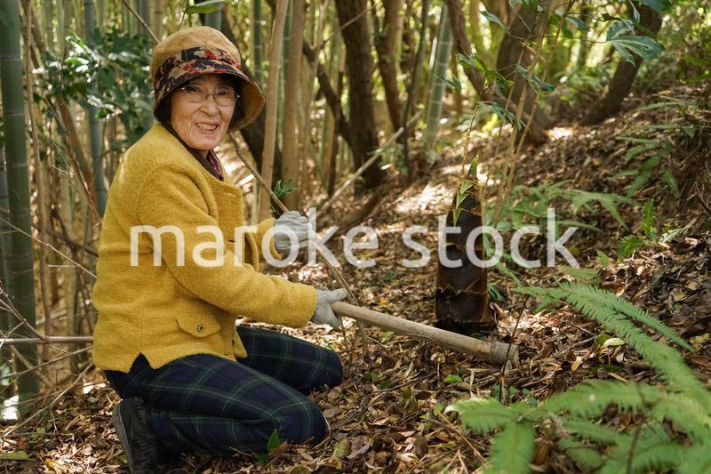 タケノコ刈りをする高齢の女性