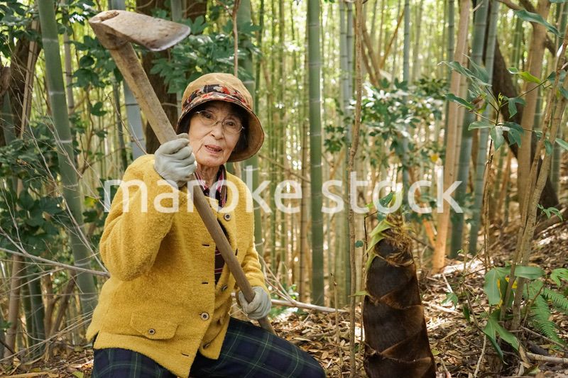 タケノコ刈りをする高齢の女性
