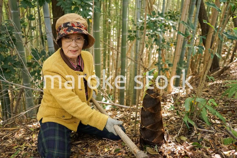 タケノコ刈りをする高齢の女性