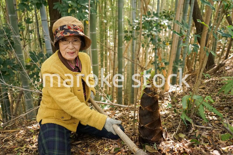 タケノコ刈りをする高齢の女性