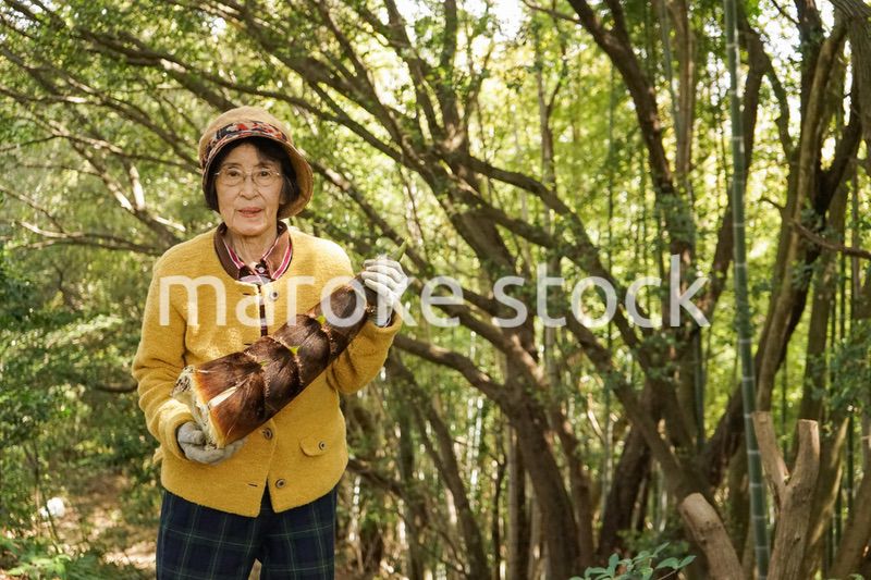 タケノコ刈りをする高齢の女性