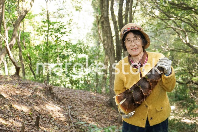 タケノコ刈りをする高齢の女性
