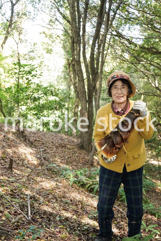 タケノコ刈りをする高齢の女性