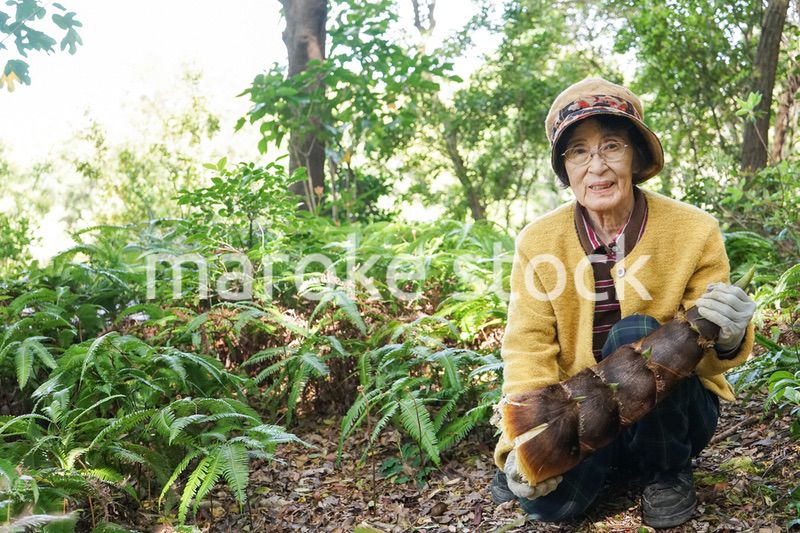 タケノコ刈りをする高齢の女性