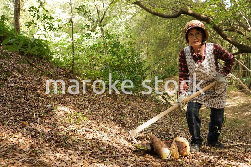 タケノコ刈りをする高齢の女性
