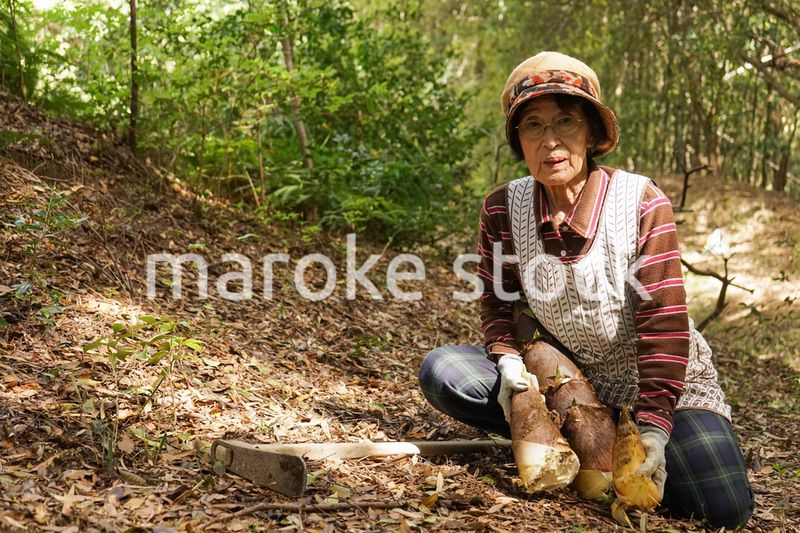 タケノコ刈りをする高齢の女性