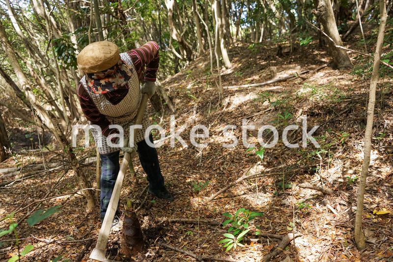 タケノコ刈りをする高齢の女性