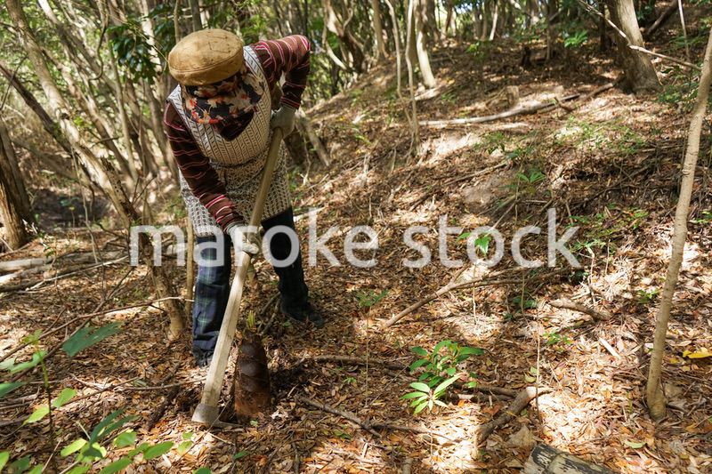 タケノコ刈りをする高齢の女性