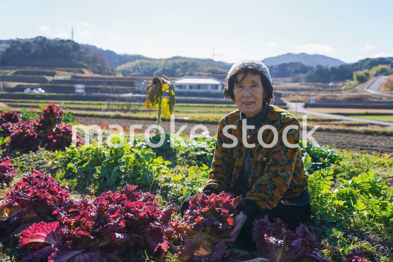野菜の収穫をする高齢の女性