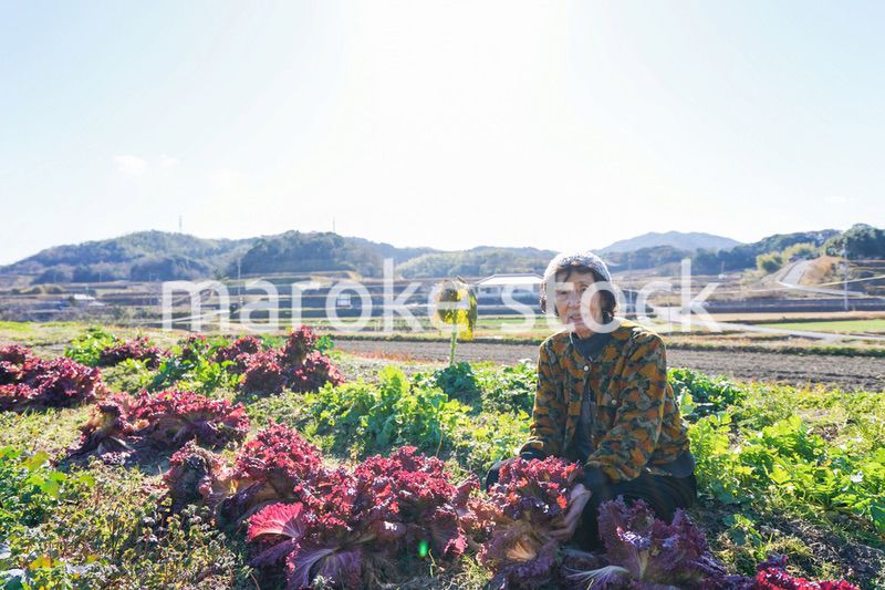 野菜の収穫をする高齢の女性