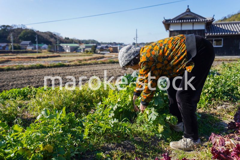 野菜の収穫をする高齢の女性