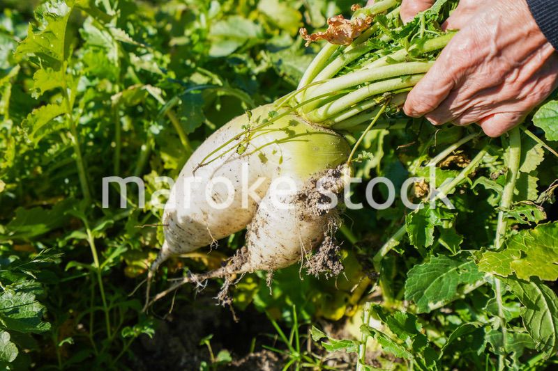 野菜の収穫をする高齢の女性