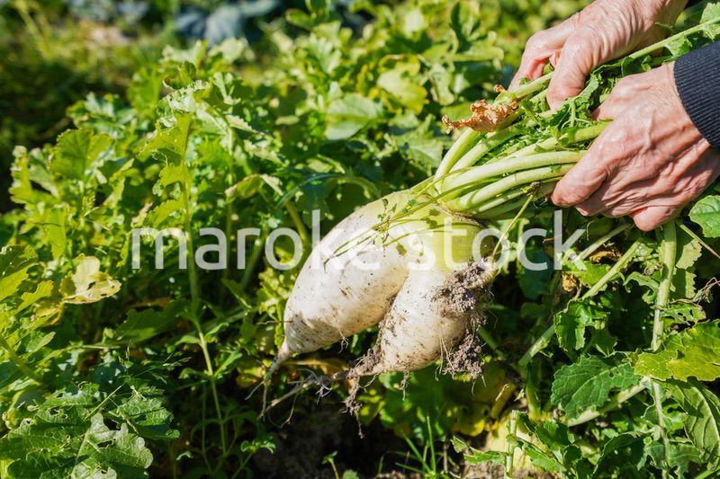 野菜の収穫をする高齢の女性