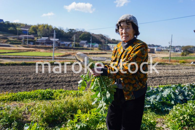 野菜の収穫をする高齢の女性