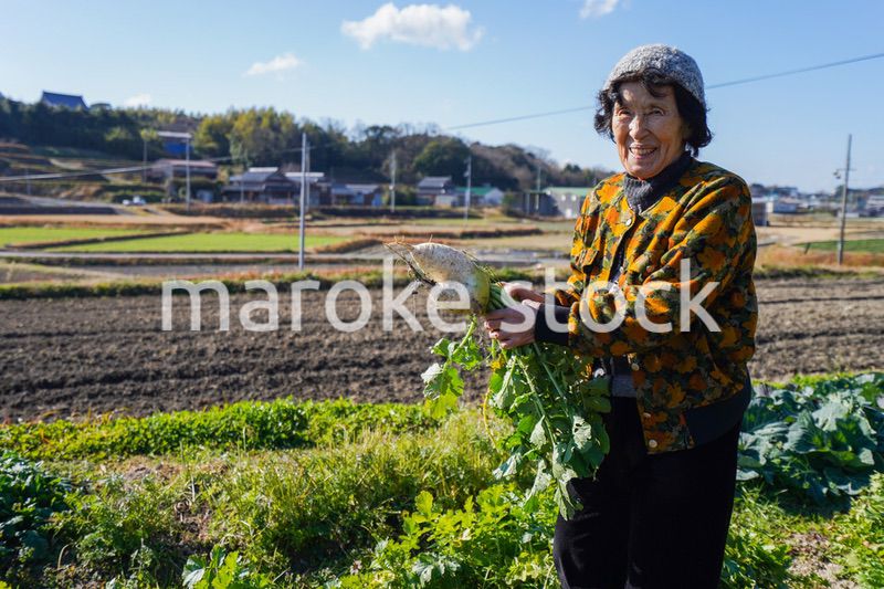 野菜の収穫をする高齢の女性