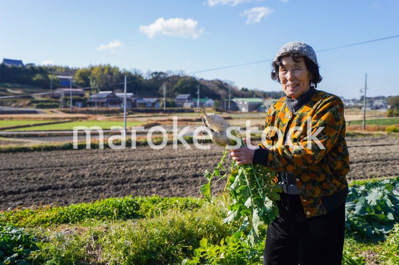 野菜の収穫をする高齢の女性