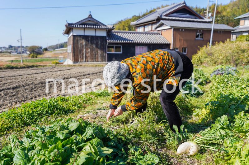 野菜の収穫をする高齢の女性