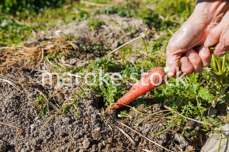 野菜の収穫をする高齢の女性