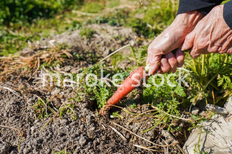野菜の収穫をする高齢の女性