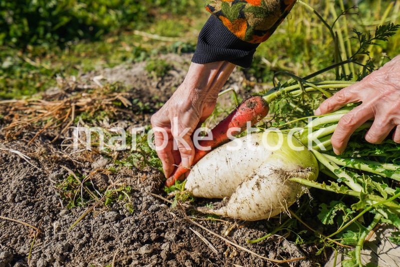 野菜の収穫をする高齢の女性