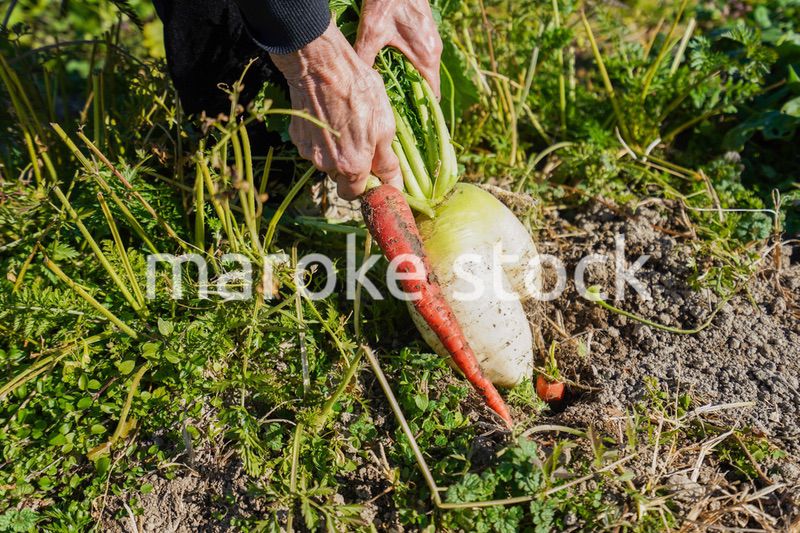 野菜の収穫をする高齢の女性