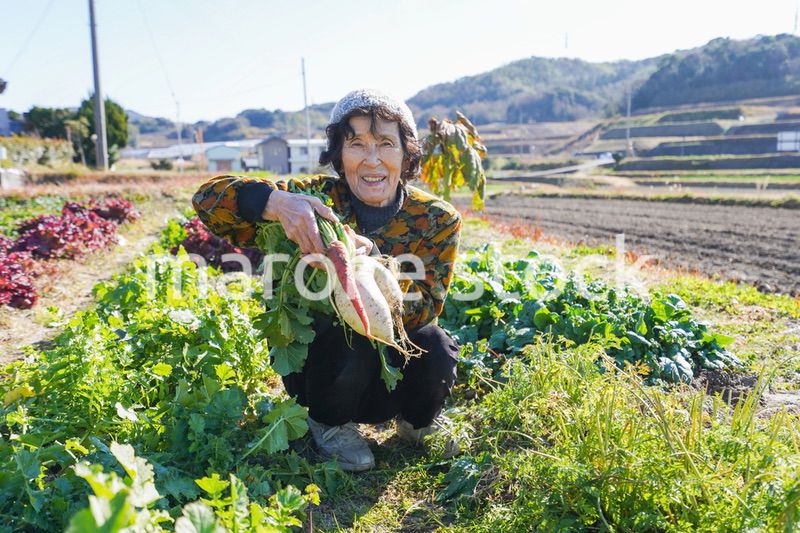 野菜の収穫をする高齢の女性