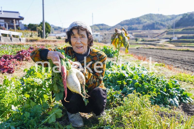 野菜の収穫をする高齢の女性