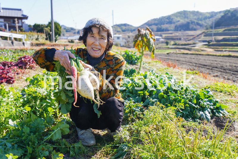 野菜の収穫をする高齢の女性