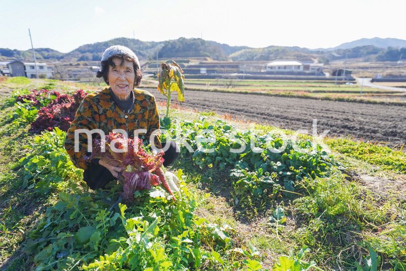 野菜の収穫をする高齢の女性