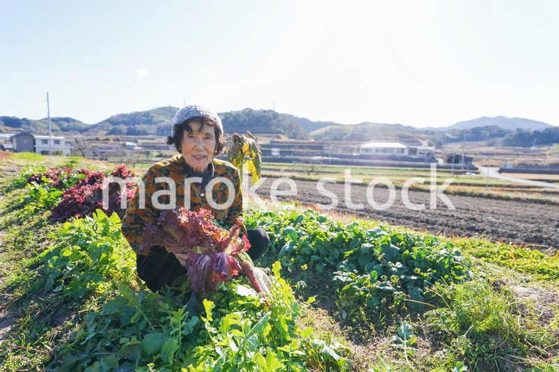 野菜の収穫をする高齢の女性