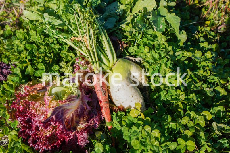 野菜の収穫をする高齢の女性