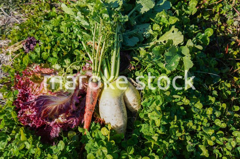 野菜の収穫をする高齢の女性
