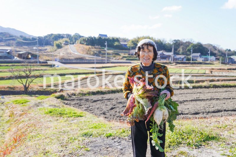 野菜の収穫をする高齢の女性