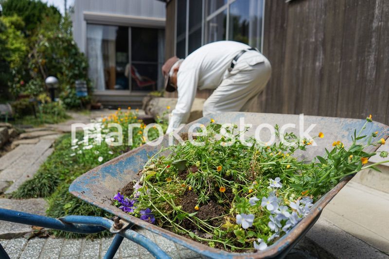 ガーデニングをする高齢男性