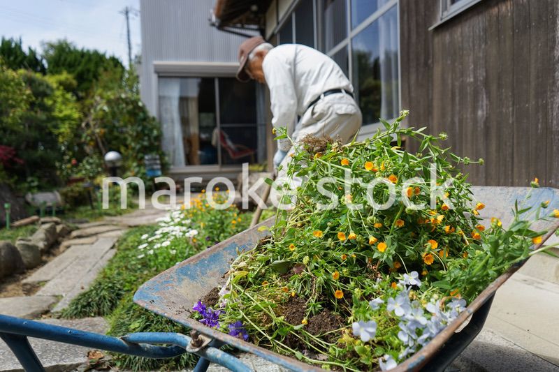 ガーデニングをする高齢男性