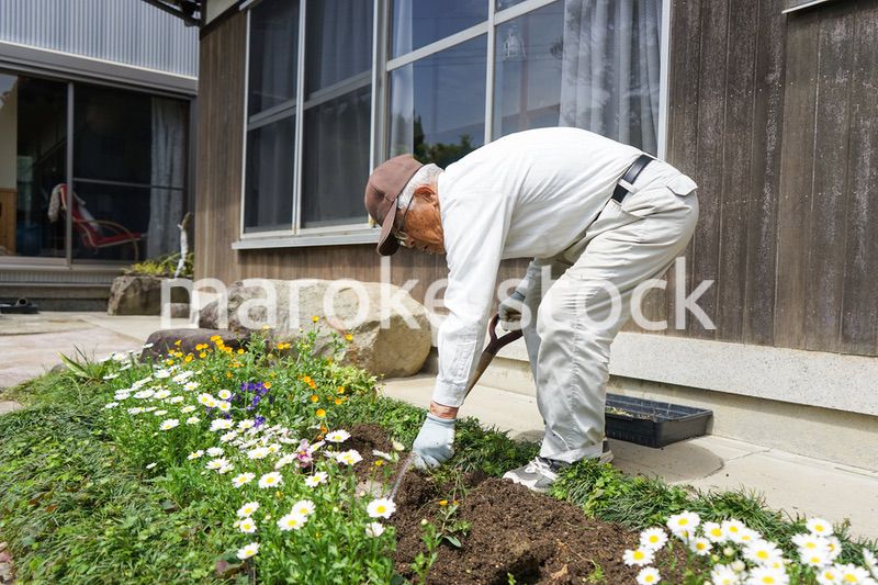 ガーデニングをする高齢男性