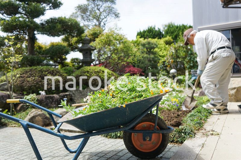 ガーデニングをする高齢男性