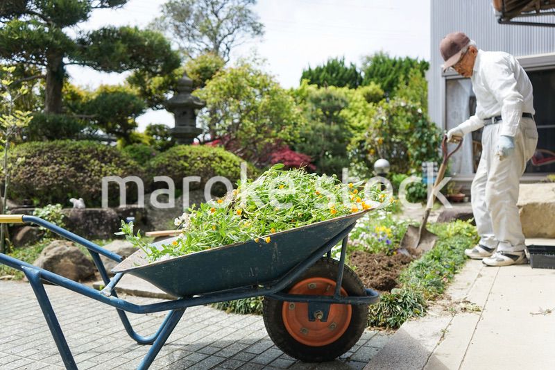 ガーデニングをする高齢男性