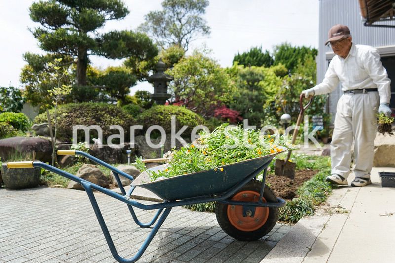 ガーデニングをする高齢男性