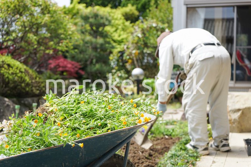 ガーデニングをする高齢男性