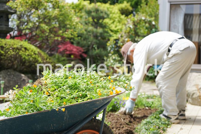 ガーデニングをする高齢男性