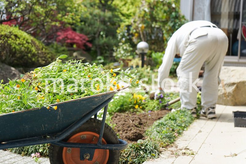 ガーデニングをする高齢男性