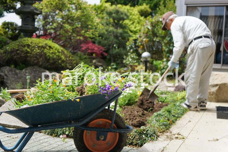 ガーデニングをする高齢男性