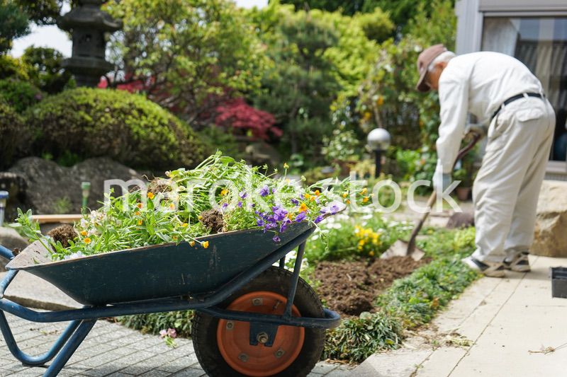 ガーデニングをする高齢男性
