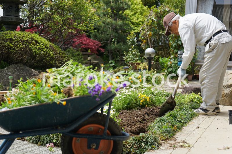 ガーデニングをする高齢男性