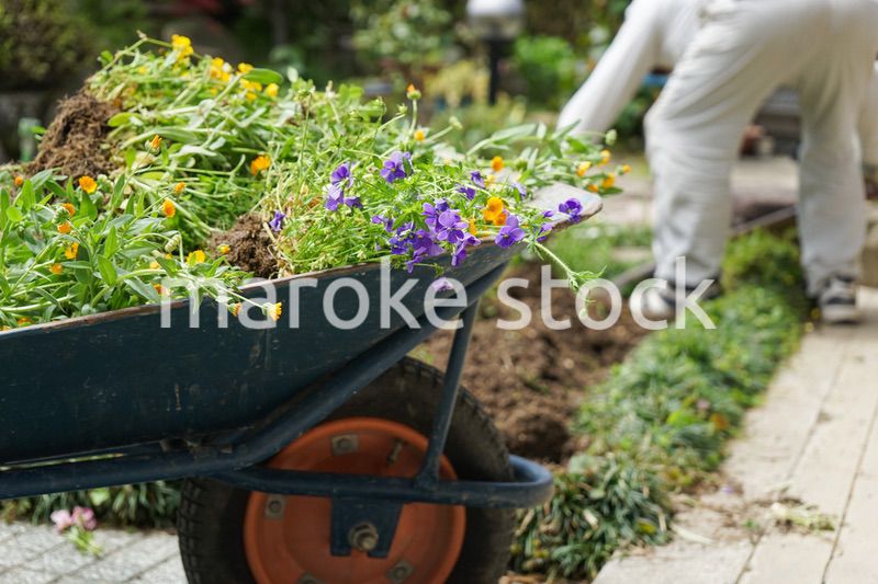 ガーデニングをする高齢男性